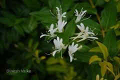 Lonicera japonica
